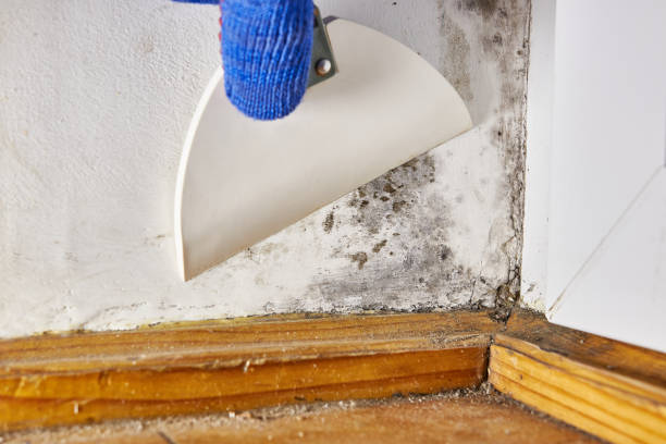 Best Forensic Mold Investigation  in Chleston, AR