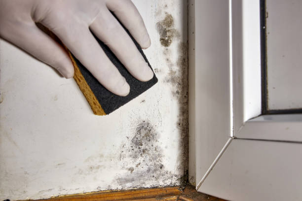Best Mold-Related Health Consultation  in Chleston, AR